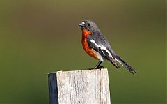 Flame Robin